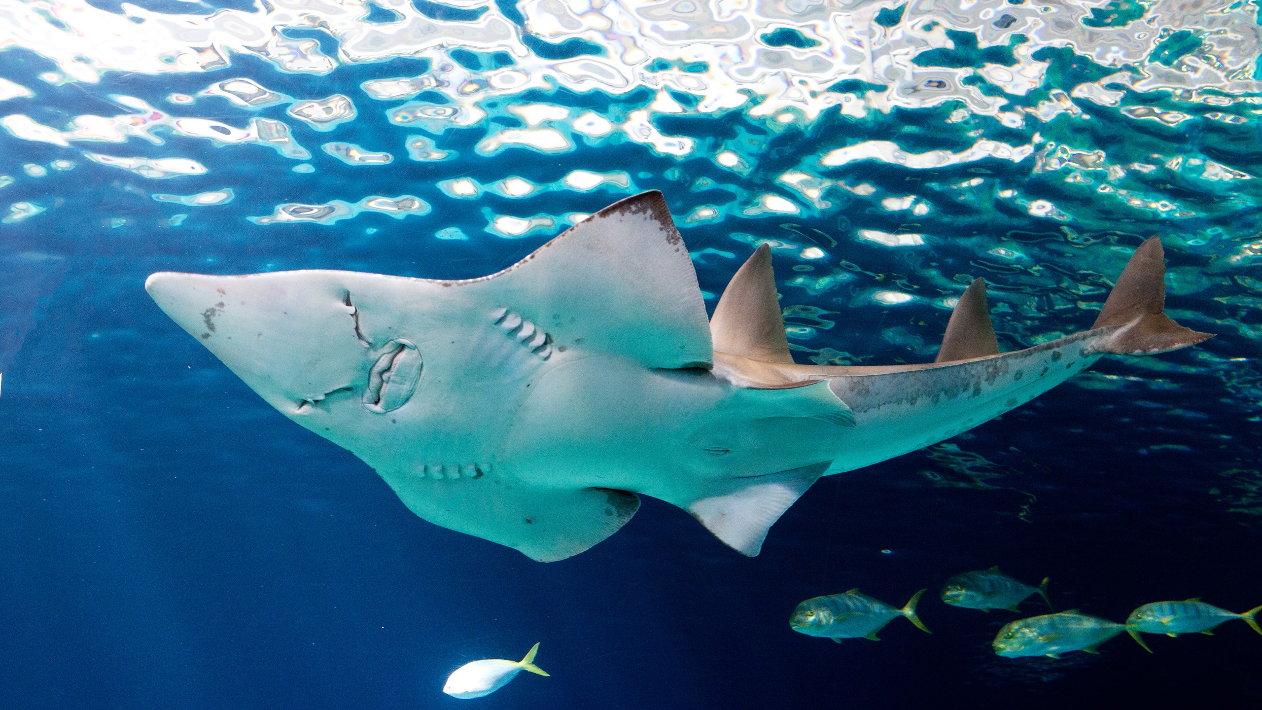 Shedd Aquarium shark Interior Chicago