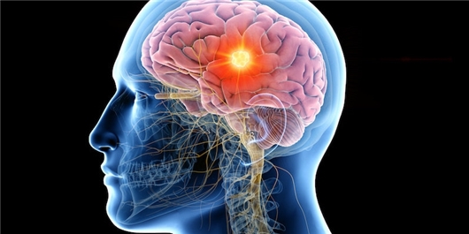 FarsNews Agency Scientists Decode How the Brain Senses Smell