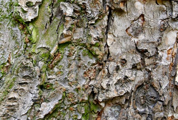 bark wood forest