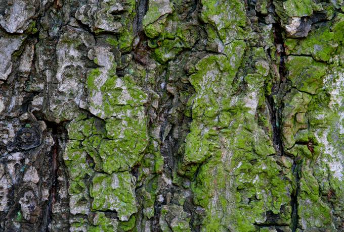 bark wood algae