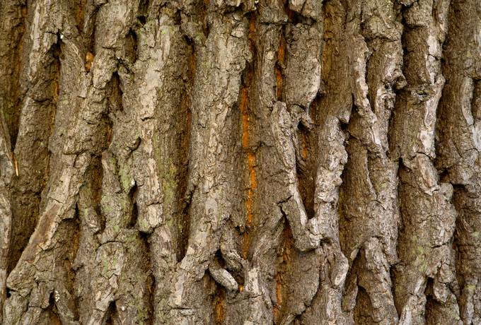 bark nature wood