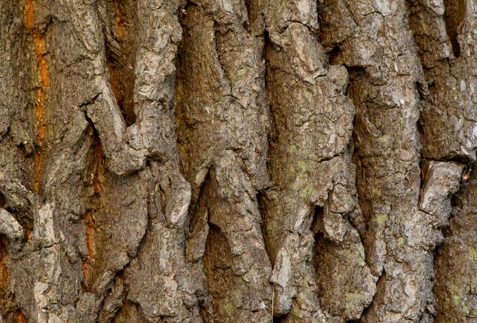 bark wood plant