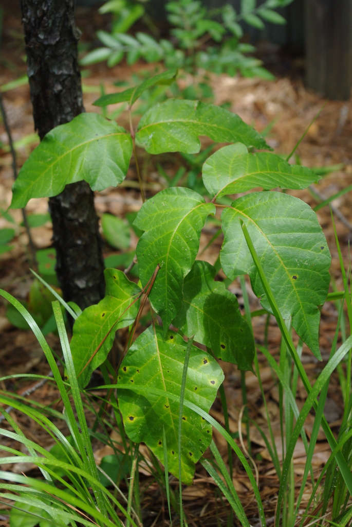 Landscaping 101: How to Kill Poison Ivy - Gardenista