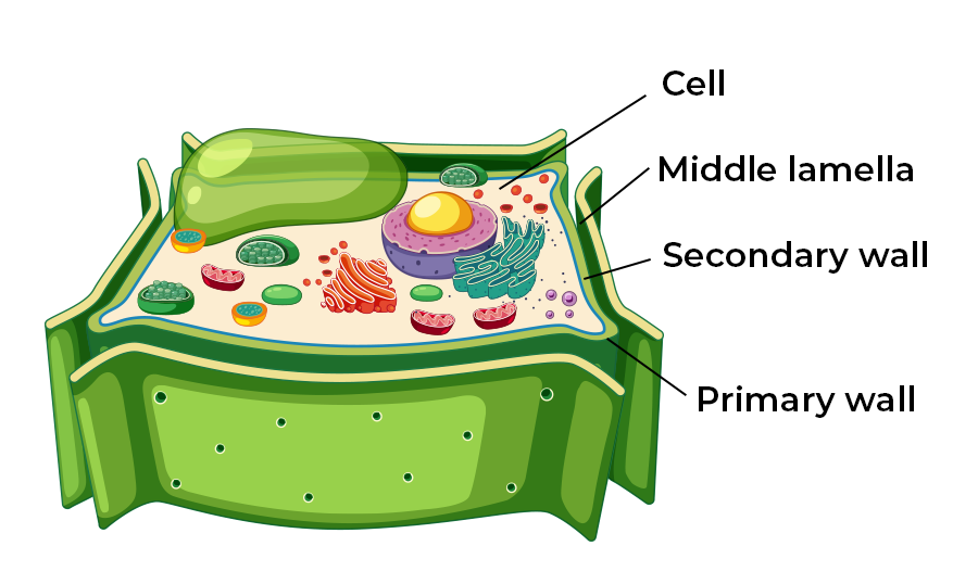 Plant Cell Wall Layers