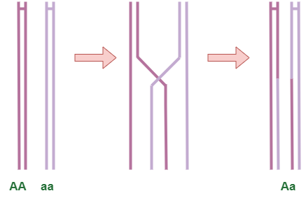 Genetic Linkage