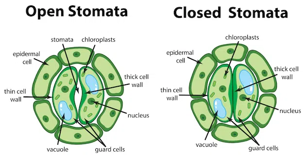 OpenandClosedStomata.webp