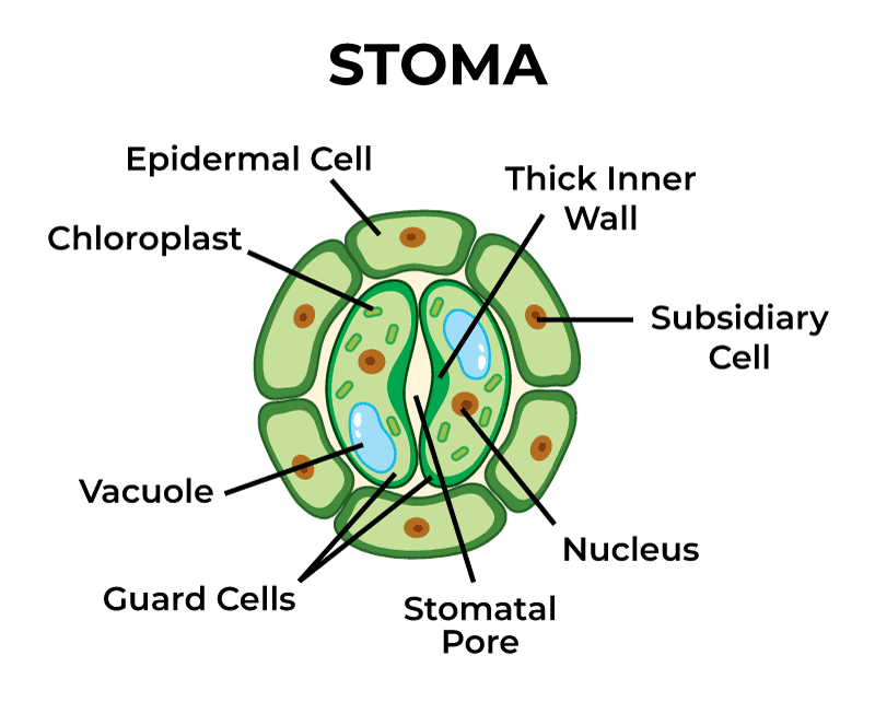 stomata.png