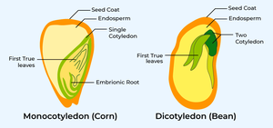 Difference Between Monocotyledon And Dicotyledon - GeeksforGeeks