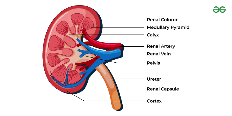 Kidney