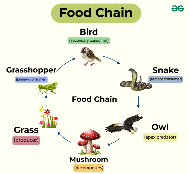 Food-Chain