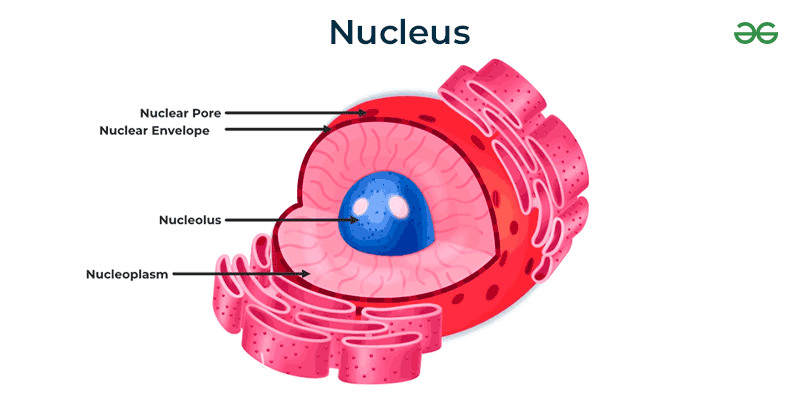 Nucleolus - Definition, Structure, Diagram & Its Function - GeeksforGeeks