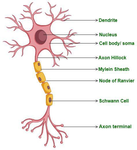 Diagram of Nerve Cell with Labelling - Types and Structure - GeeksforGeeks