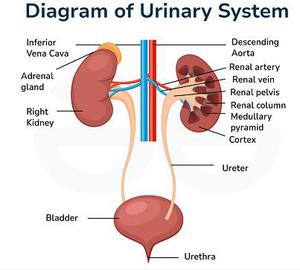 Diagram of Human Organs - GeeksforGeeks