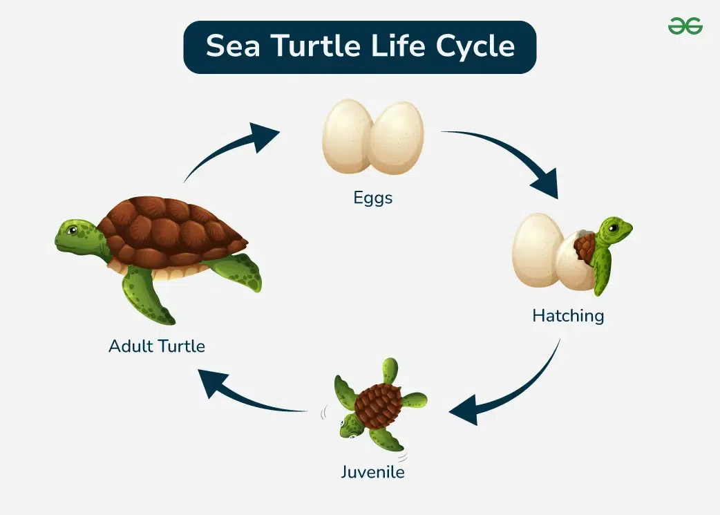 Sea-Turtle-Life-Cycle