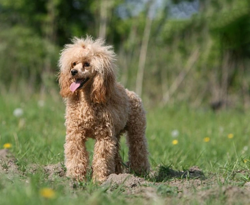 Miniature Poodle Dogs Breed - Information, Temperament, Size & Price | Pets4Homes