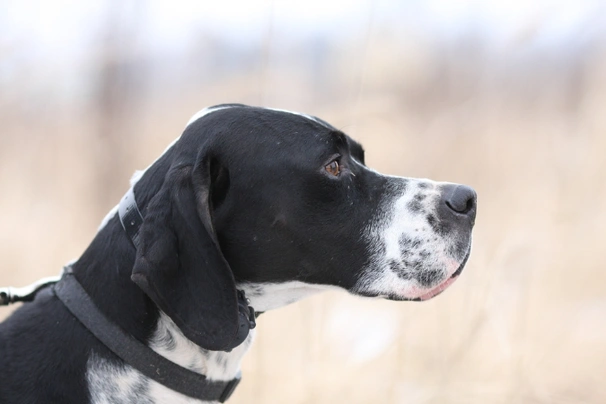 Pointer Dogs Breed - Information, Temperament, Size & Price | Pets4Homes