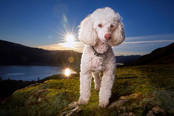 Miniature Poodle Dogs Breed - Information, Temperament, Size & Price | Pets4Homes