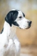 Pointer Dogs Breed - Information, Temperament, Size & Price | Pets4Homes