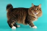 American Bobtail Cats Breed - Information, Temperament, Size & Price | Pets4Homes