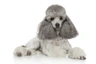 Miniature Poodle Dogs Breed - Information, Temperament, Size & Price | Pets4Homes