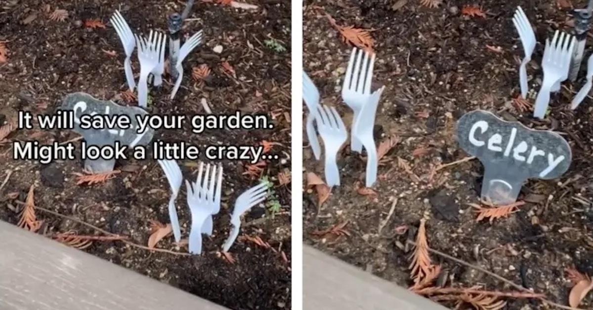 Two screenshots of forks in garden in video