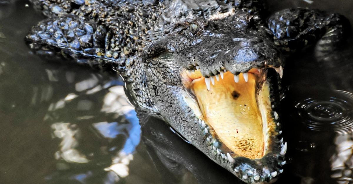 A crocodile showing its teeth. 