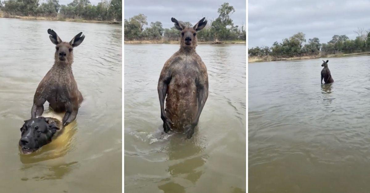 Screenshots from the video of a kangaroo trying to drown a dog. 