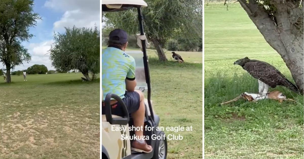 Golfers catch eagle devouring impala on course