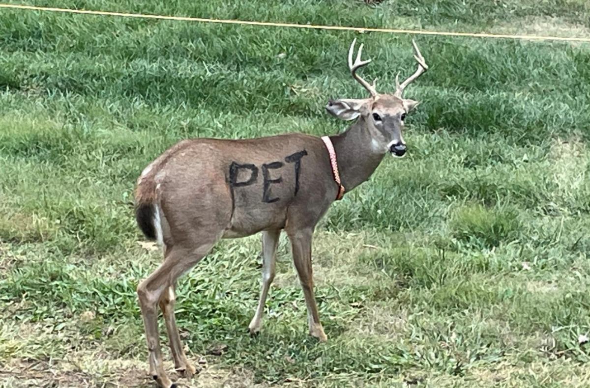 deer wearing a collar, with "PET" spray-painted on body