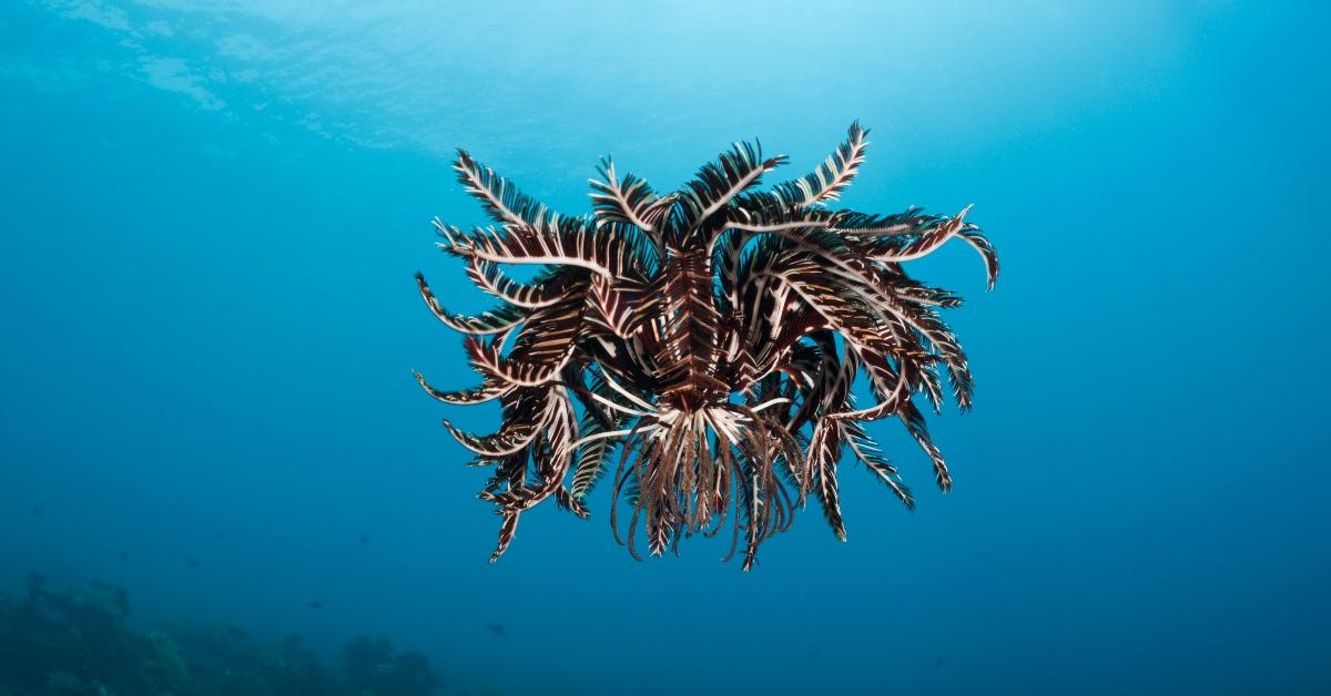 A swimming feather star.