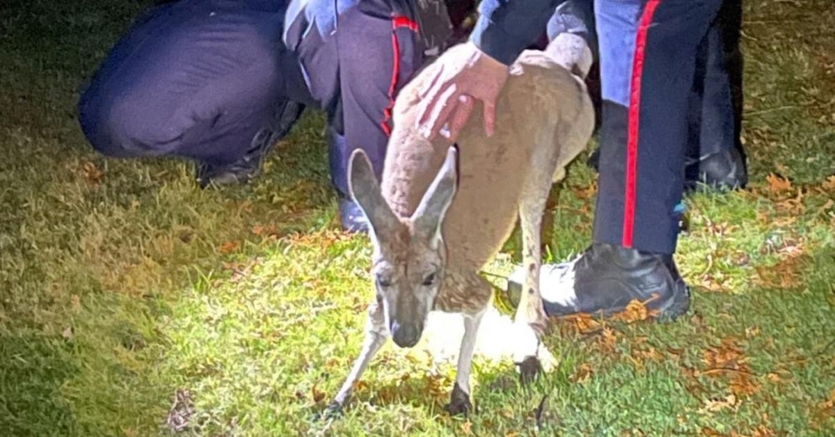 The kangaroo that was captured by police in Canada. 