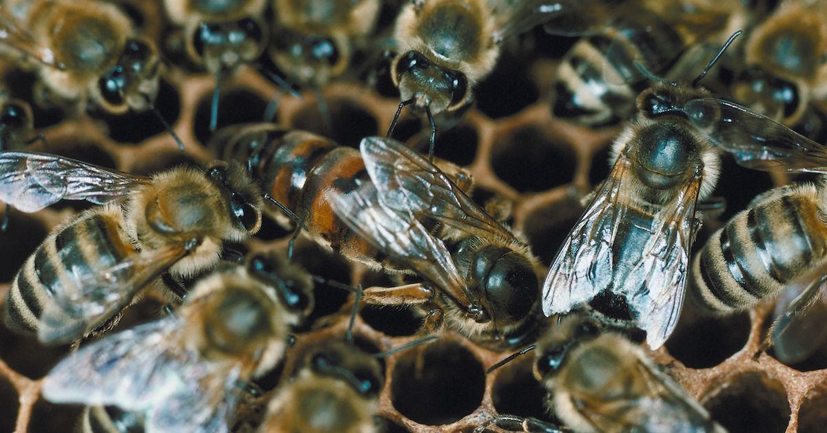 Cluster of bees within a beehive. 