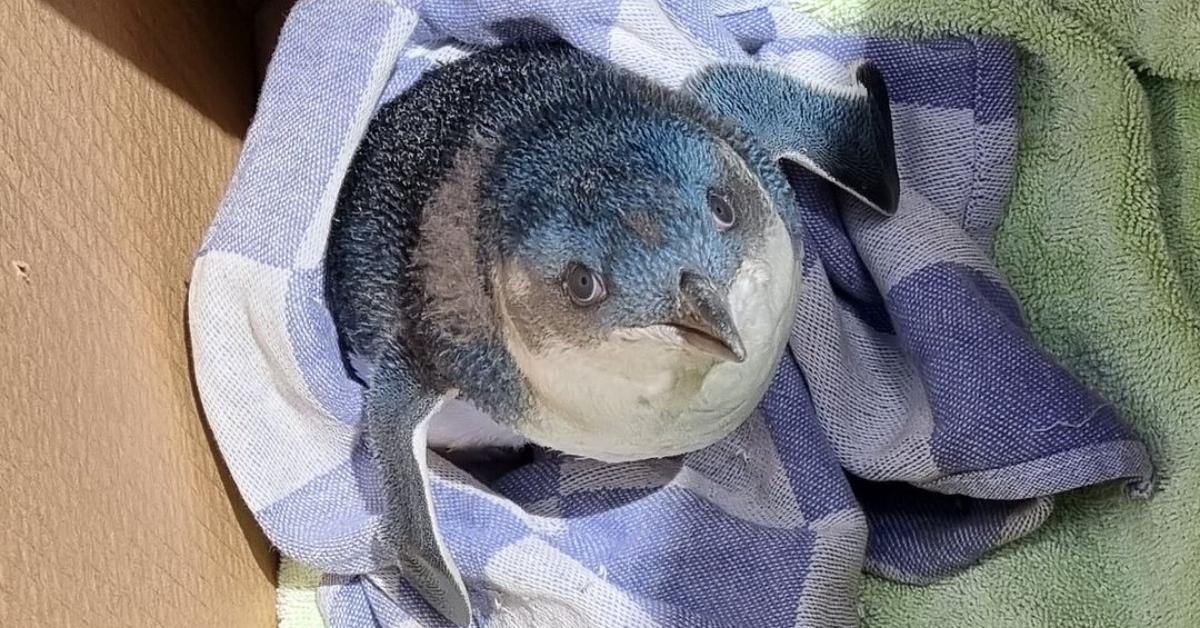 A blue penguin wrapped in blankets. 