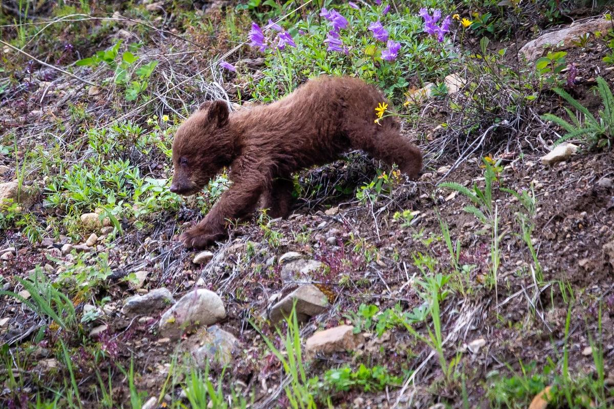 bear cub walking down rocky terrain 