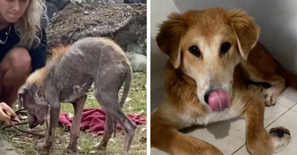 Screenshots of the rescue dog's transformation. 