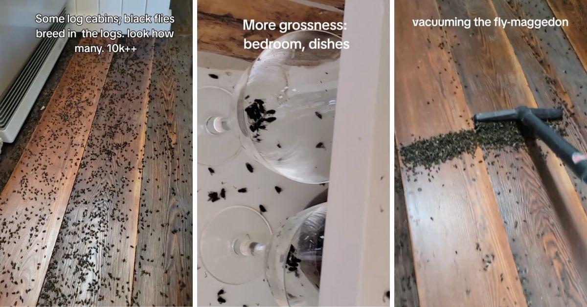 Screenshots from TikTok videos of a log home fly infestation.