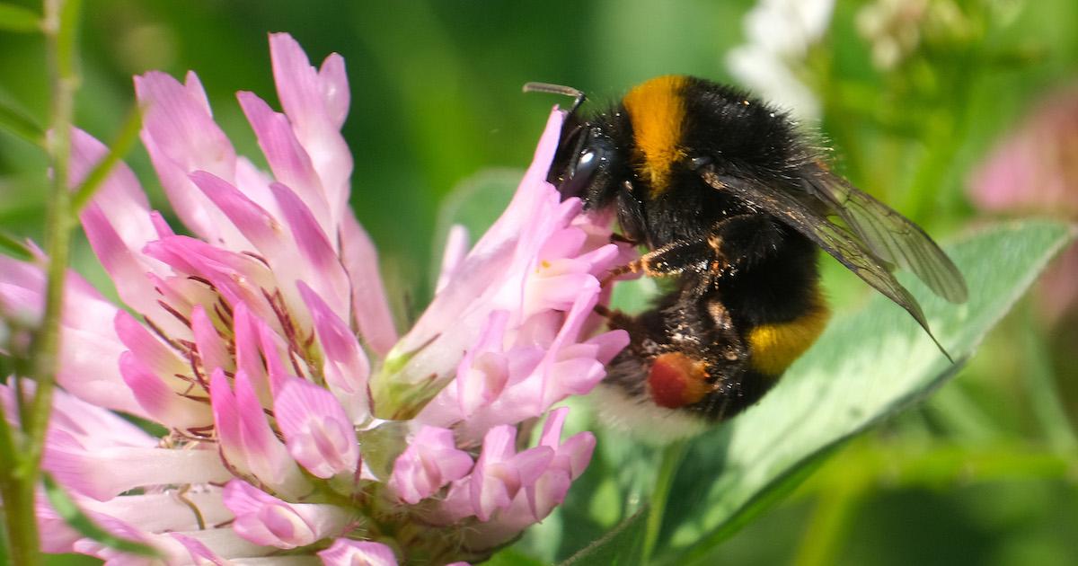 Bee sips nectar on a clover plant.