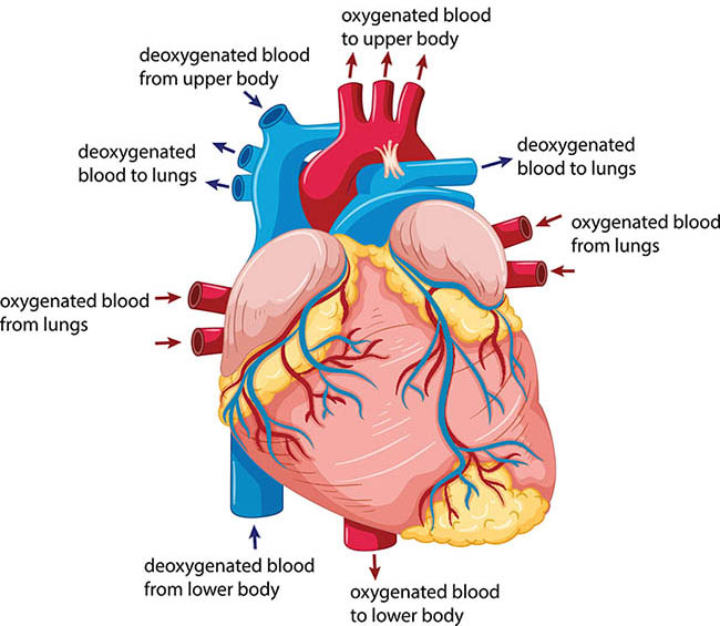 Heart | healthdirect