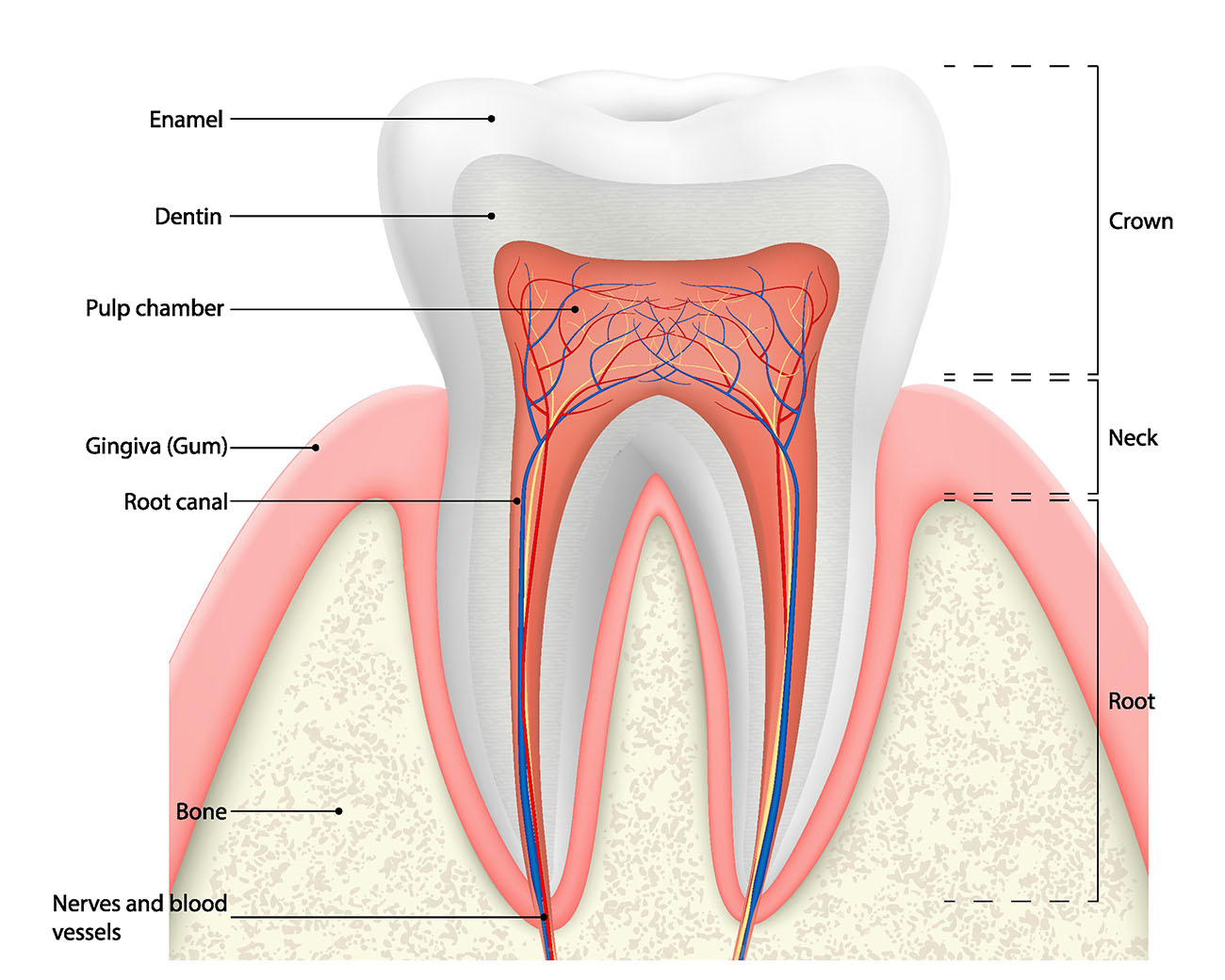 What is good for toothache and how to relieve it? | BULB