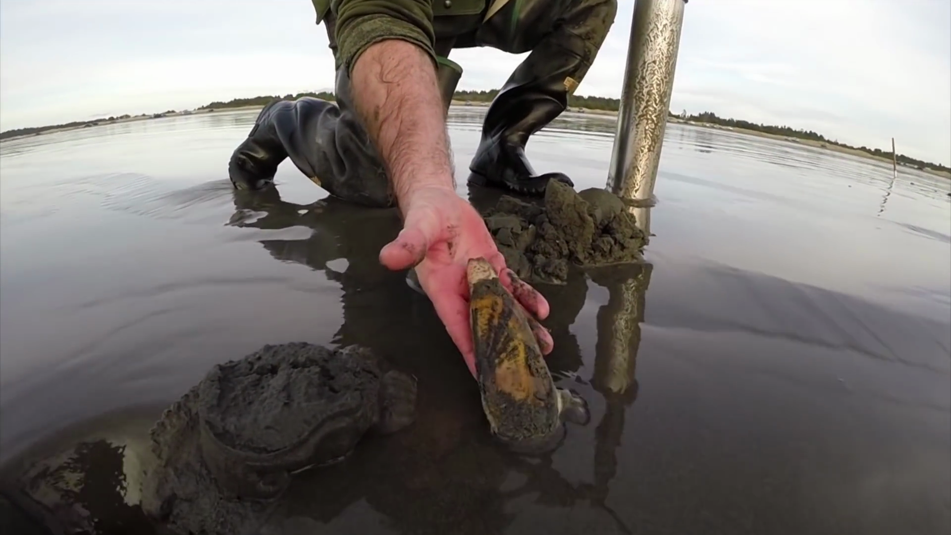 New razor clam digs announced for Washington Coast