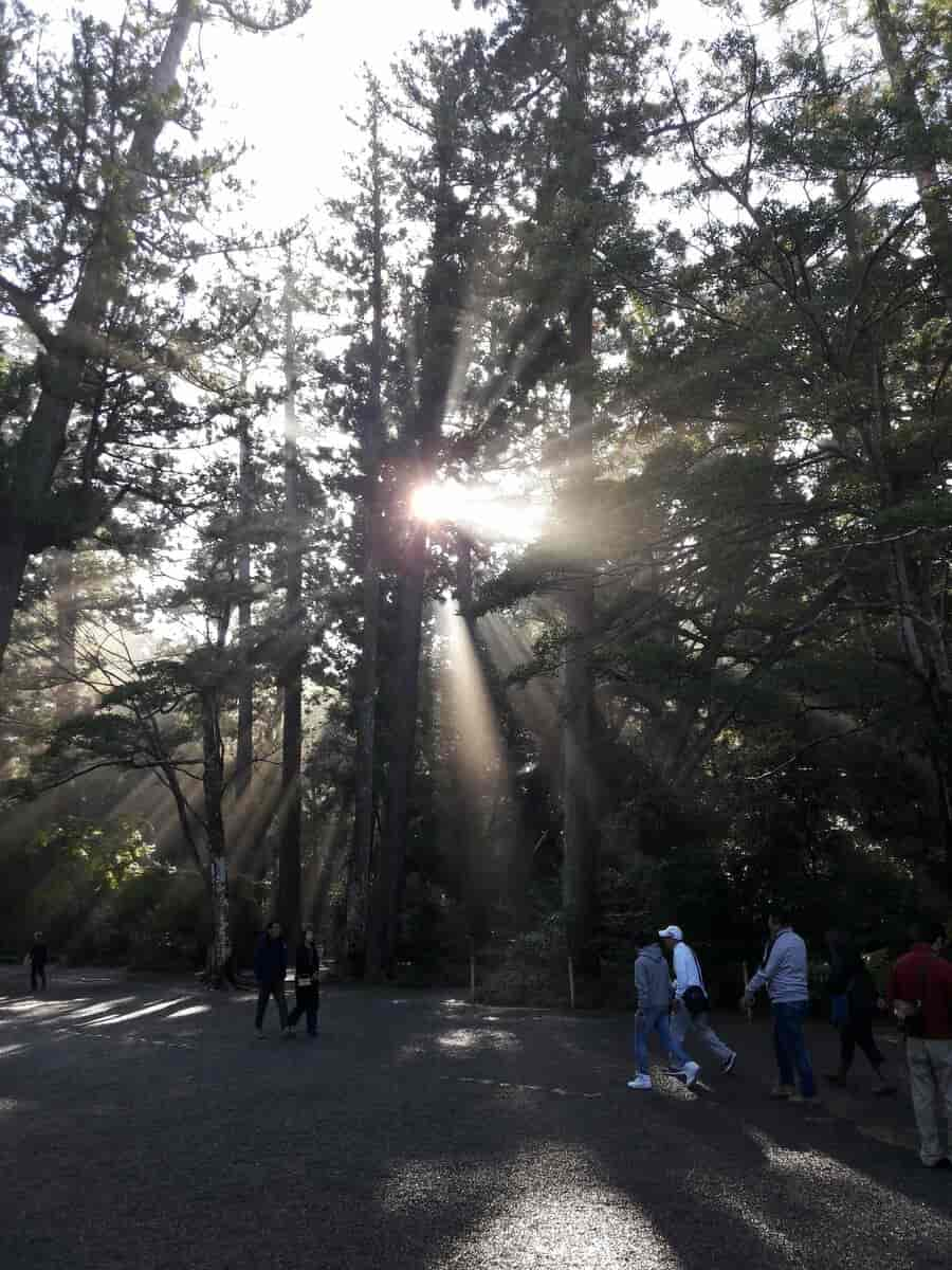 Oprindelsen til shinto findes i forestillingen om naturens besjæling. Ise Geku november 2019.