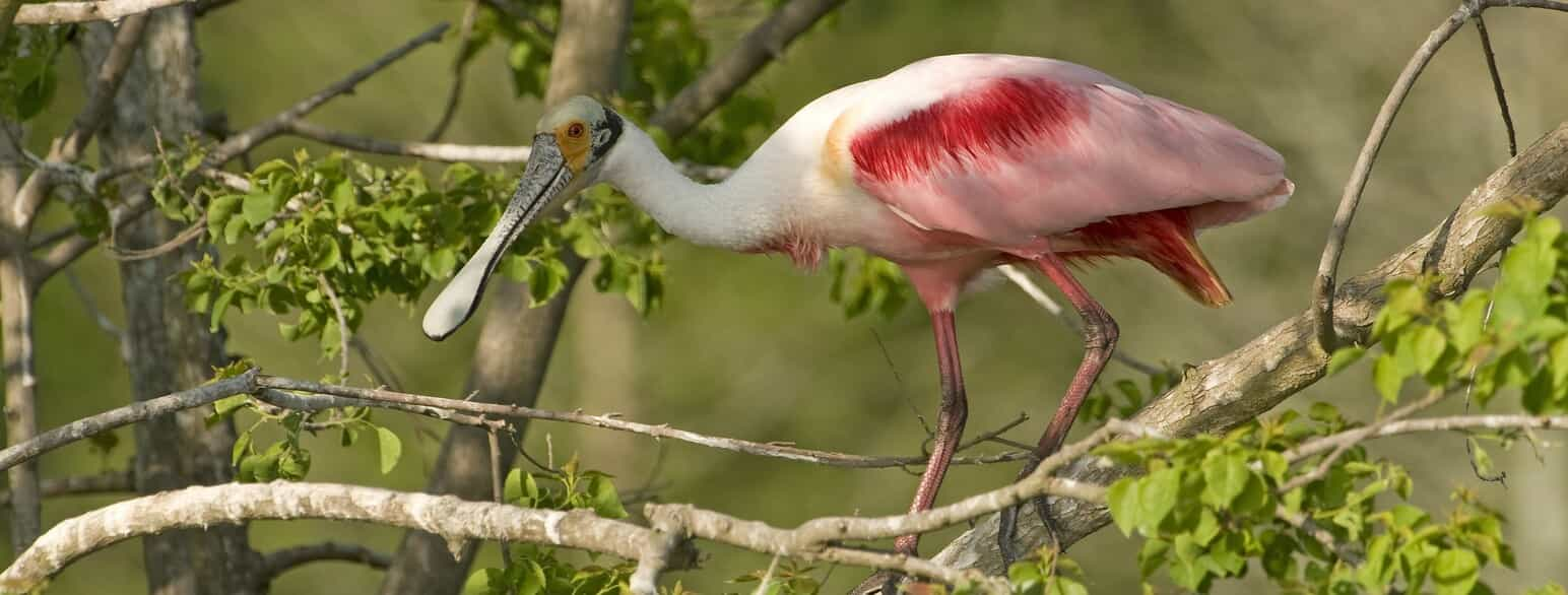 Rosaskestork (Platalea ajaja) i redetræ på Jefferson Island, Louisiana, USA.