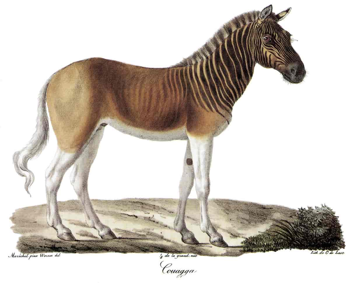 Quagga