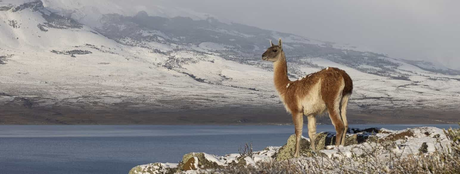 Guanaco i nationalparken Torres del Paine i det sydlige Chile