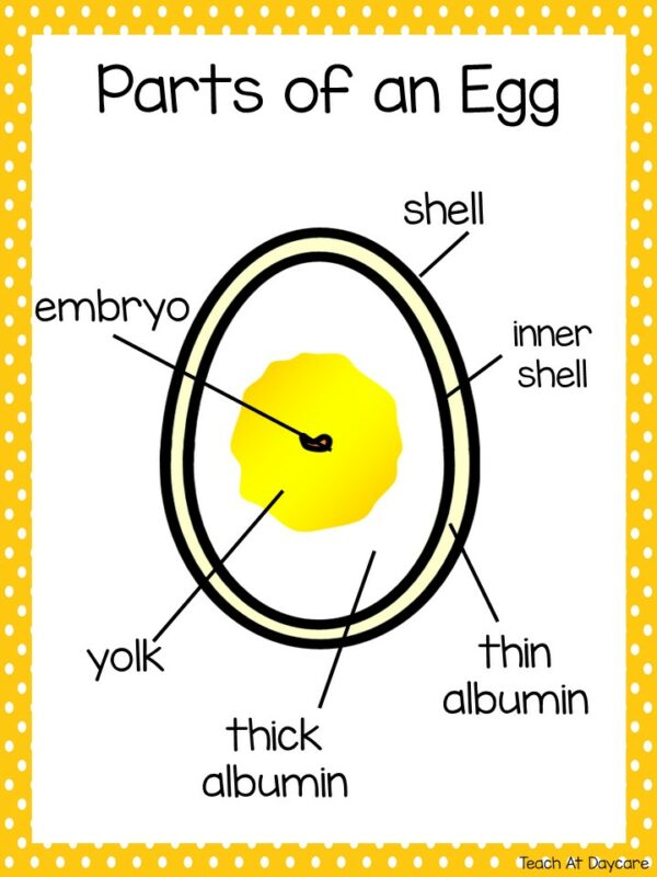 Life Cycle of a Chicken Science Curriculum Unit. - Made By Teachers