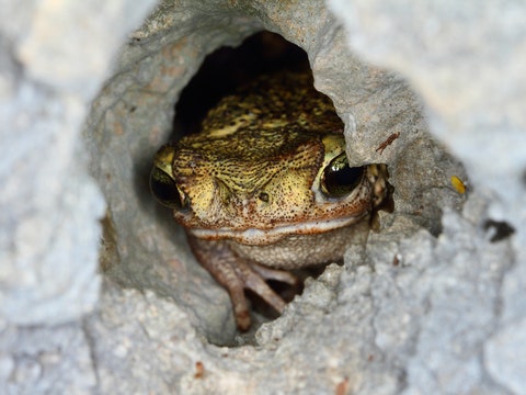 In Search of Hispaniola’s Mystery Toad