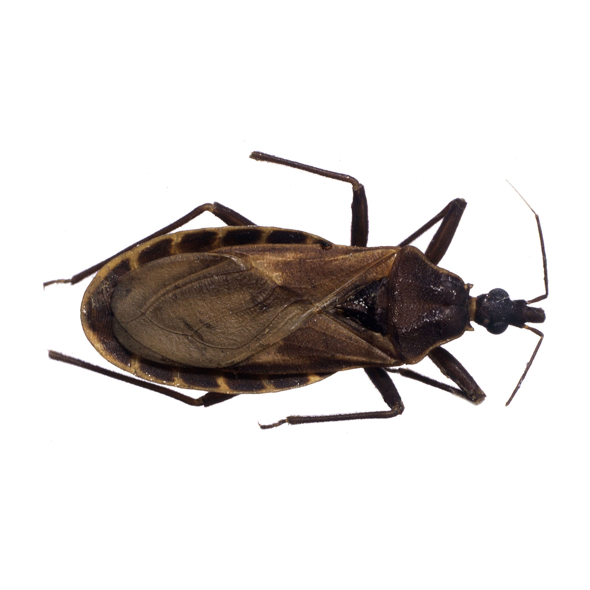 Triatomines also known as kissing bugs are responsible for transmitting the parasite that causes Chagas disease.