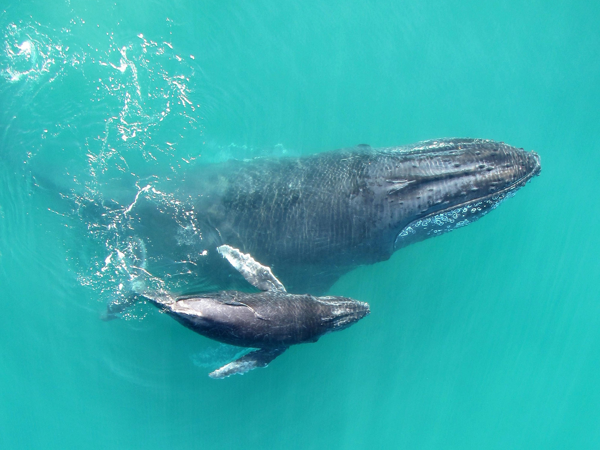 Recordings Reveal That Baby Humpback Whales 'Whisper' To Their Mothers ...