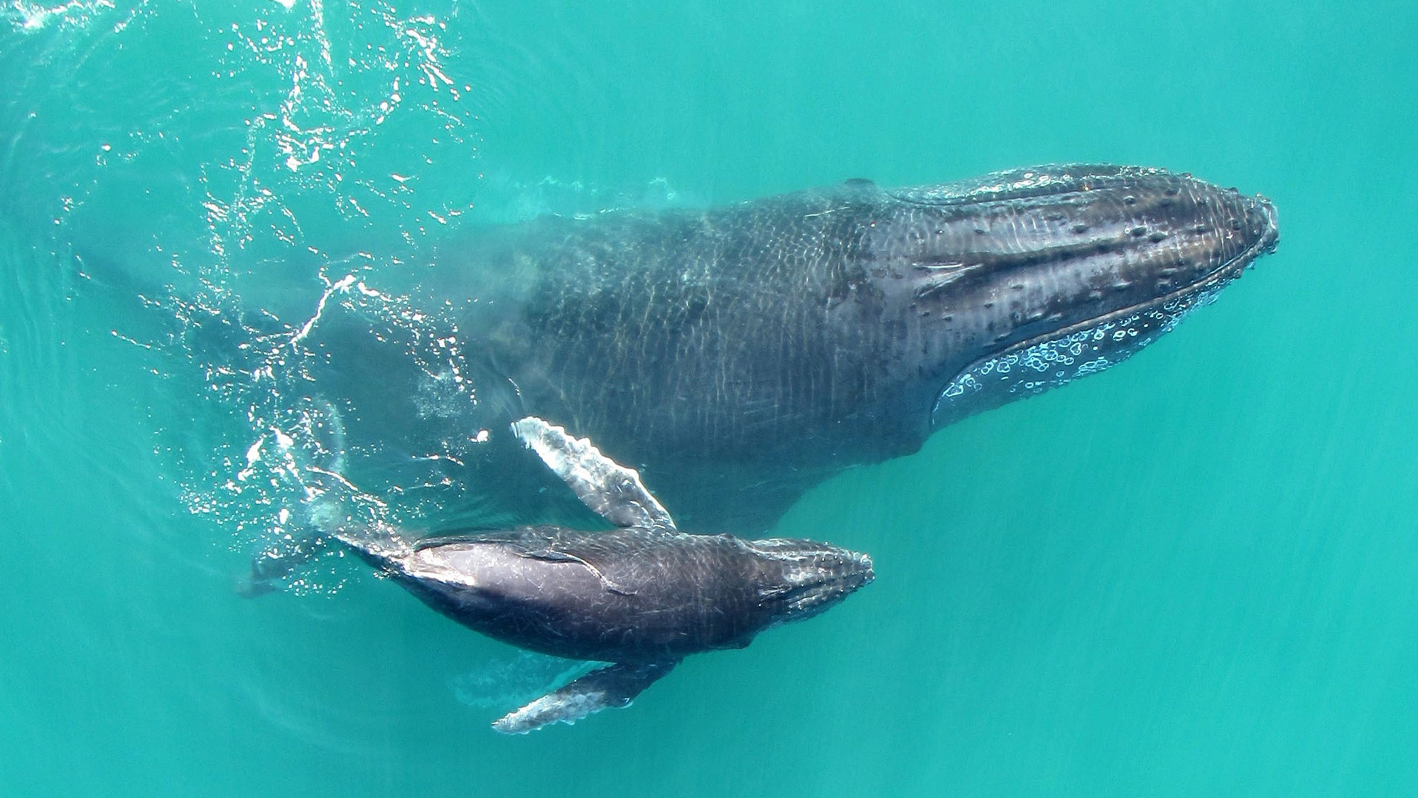 Recordings Reveal That Baby Humpback Whales 'Whisper' To Their Mothers ...