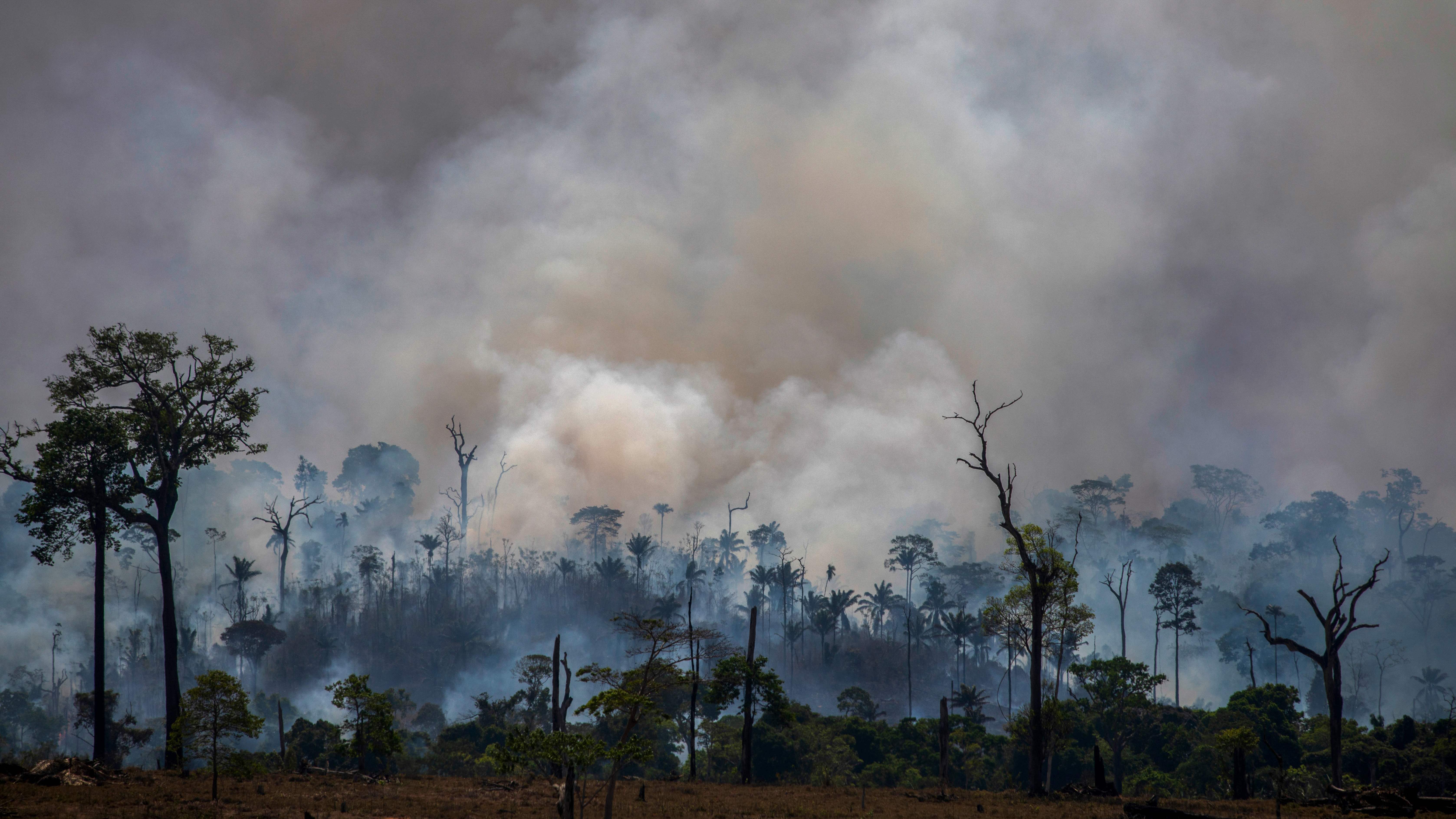 Amazon Rainforest Sees Biggest Spike In Deforestation In Over A Decade Npr